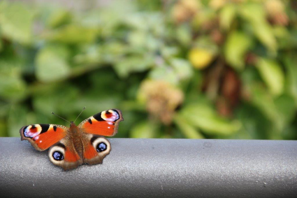 Die Leichtigkeit des Schmetterlings