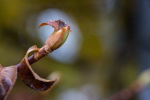 Fotografisch sehen lernen: Knospe und verwelktes Blatt Fotografisch sehen lernen: Knospe und verwelktes Blatt
